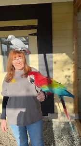 A pandemonium of parrots indeed! 🦜 Meet the wonderful Jane, and a couple of our parrots featured in this week’s Fun Fact Friday! In 2016, the Raptor Rescue Society (Cowichan’s local wild bird hospital supported by The Raptors) decided to adopt 13 parrots from Greyhaven Exotic Bird Sanctuary. These parrots were originally from the World Parrot Refuge, which closed in 2016, and unfortunately came with very little background or information on their lives before they joined us. - Morgan #cowichanva