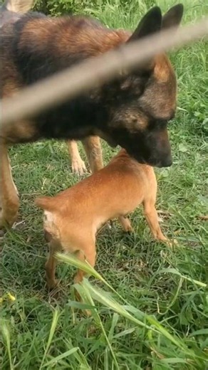 #malinois #viral #chihuahua #dog #motivation #live #beautiful #funny #shortvideo