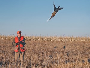 How to Train a Top Pheasant Dog: Expert Advice - Game & Fish