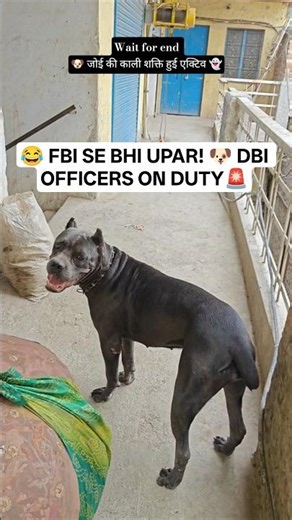 FBI Nahi 😂 DBI Hai 🐶 Laila & Zoi Secret Mission 🚨 #funny #dog #secretmission #DBI #comedy #shorts