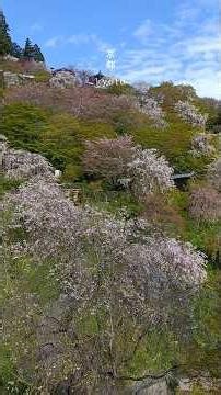 2026/4🌿✨️京都🌸遅咲きの桜🌸＃絶景#桜#しだれ桜#善峯寺#松#天然記念物#徳川綱吉#文化財 #京都 #sakura #山寺 #紅葉 #旅行 #butiful #観光 #桜 #花見