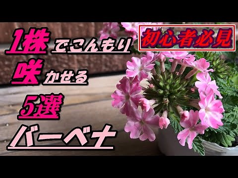 【花】バーベナの育て方・植え付け