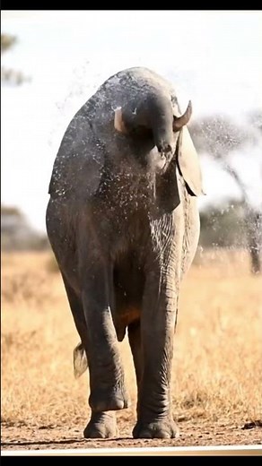 Funny Elephant Doing Comedy Actions – Vertical 4K Wide Shot