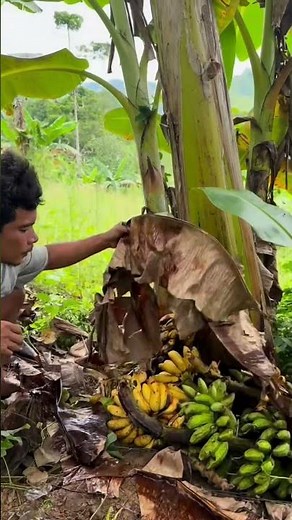 Uncovering a massive bunch of wild bananas 🍌