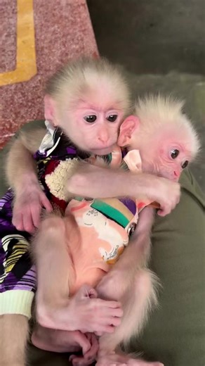 ‏#monkeylover #monkeytrend