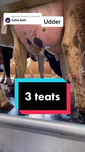 Reply to @droopiez teat is the anatomical term! #dairy #cow #udder #teat #milk #milking #lactation #mammaryglands #didyouknow #3teat #vet #vetmed #farmer #dairyfarm #farmtok #machine #pump #dairydoc #dairykind