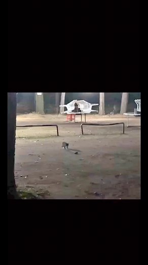 Đoàn Công Sơn on Instagram: "Hành vi hài hước của con mèo nhảy theo với con cóc"