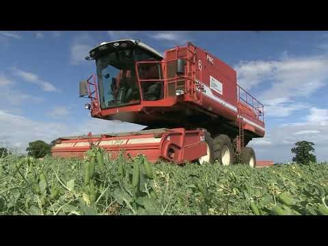 FOUR PEA HARVESTERS