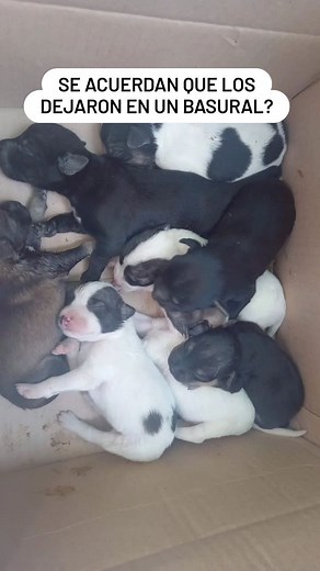 Para saber sobre ellos envien whatsapp al 11 6847-3481 Sandra. Se hace un cuestionario por whatsapp | Adopciones Quilmes