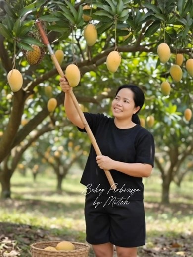 Mango Harvesting Techniques in the Philippines