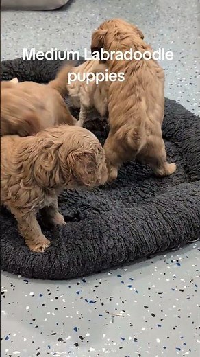 Medium Labradoodles puppies available