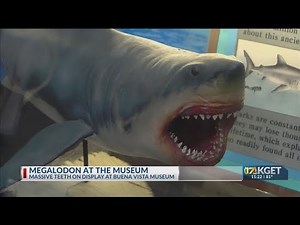 Megalodon at the Museum: Massive shark teeth on display at Buena Vista Museum