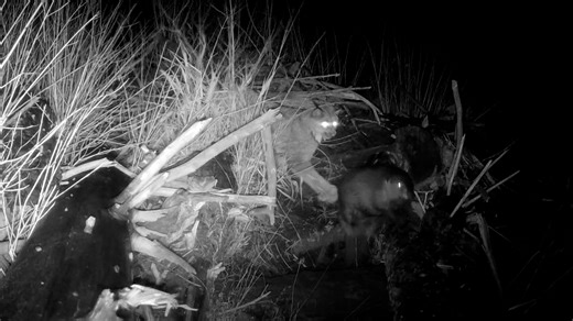 A lynx attack on a beaver! Time stamp on the video is wrong - this occurred between 11/10/2025 and 12/9/2025. (We forgot to reset the clock when we changed camera batteries.) Watch carefully, first in normal time, then in slow motion. What we see here is the typical feline style ambush and pounce, but the prey here is not typical. And not defenseless. The lynx receives the body slam of its life from big old Castor canadensis. Lynx rely largely on snowshoe hares for food, but also hunt squirrels,