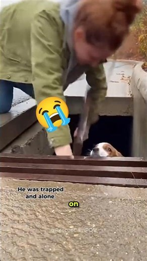 Stray Dog Trapped in a Storm Drain Gets Rescued Just in Time 🐕💔