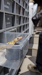 36K views · 1.6K reactions | #snakelover #ballpythonlove #snek #royalpythons #morph | Xclusive ball pythons | Facebook