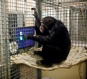 Mind of a Chimpanzee