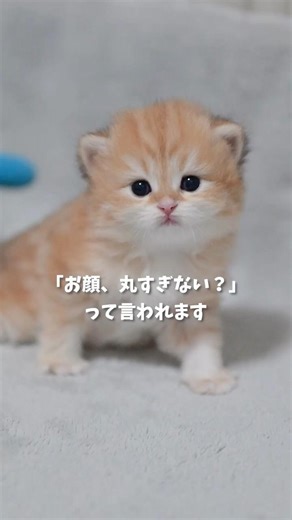 「お顔、丸すぎない？」って言われます