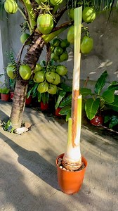 propagating bonsai coconut tree #gardeninspiration #bonsai #coconuttree #propagation #gardeningtips #plantbased | Jayson Gaylan