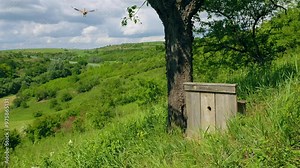 Eurasian hoopoe (Upupa epops) flying, bird flight in slow motion, nesting in a box