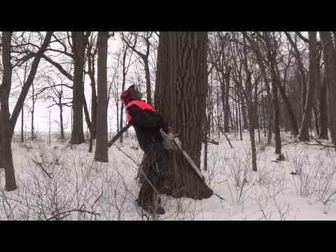 Draft Horse Logging - Cedar River Logging Fells an Mighty Oak Tree