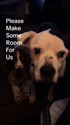 Please make some room for us #sofadogs #lifeofluxury