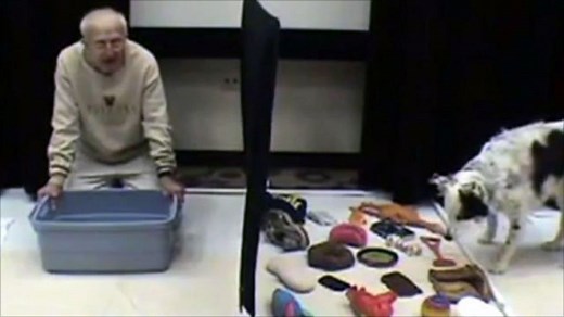 Chaser the border collie 'knows more than 1,000 words'