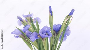 Time-lapse of growing blue, purple bouquet of irises flower. Spring flowers irises blooming on white background, 4k, rotation. Concept: easter, spring, Love, birthday, valentine's day, holidays.
