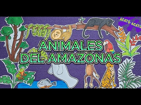 Animales de la Selva Amazónica - Para niños