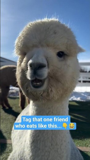 Try Not To Laugh 😂 These Baby Alpacas Are Pure Happiness! 🦙✨ #Shorts