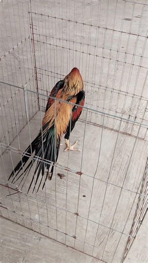 progres bukan protes ‼️ #ayam #assel #ayambangkok #roosterfarm #aseelmurga #ayamberkualitas #fypシ