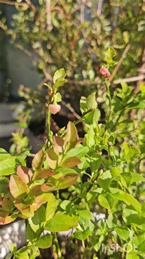 Bilberries