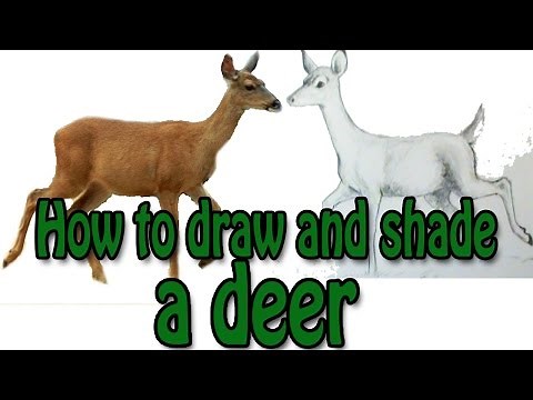 How to draw and shade a deer
