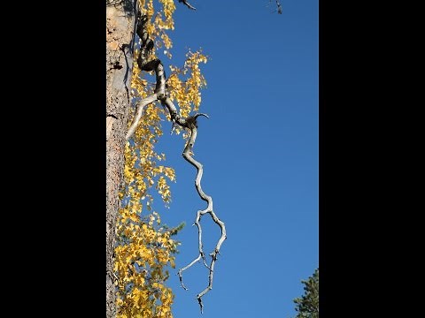 reijo taipale - sydämet lyövät samaan tahtiin
