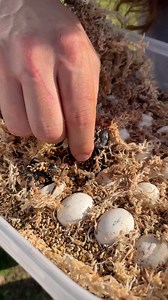 These are some of the cutest baby reptiles hatching! | The Reptile Zoo