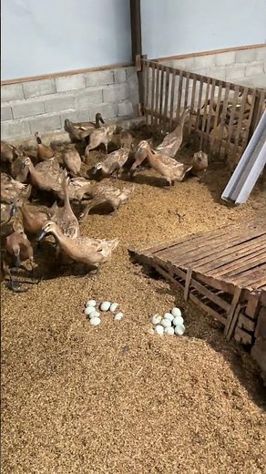 The Ducks Didn’t Stop Laying – Huge Egg Collection Today
