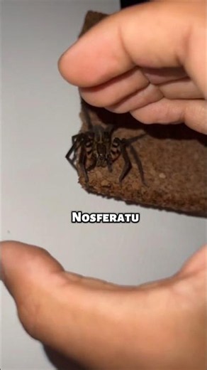 Deutschland muss sich vor dieser Spinne Schützen 😬👀