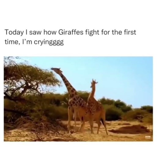 Giraffe Neck Fighting 🦒😂 | “Necking” Explained