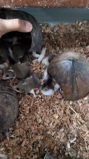 African dormice white tip, low moza, moza ready 40-50 ekor, satuan borongan monggo, lokasi bandung cp 087722073003. Thanks | Temi Herdiansyah