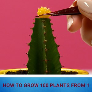 Effective ways to propagate houseplants. | Tips & Tricks