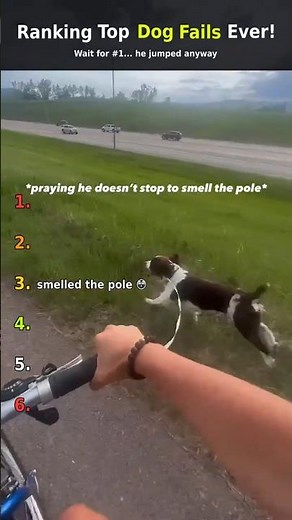 Ranking Funniest Dog Fails Ever 😂 Try Not To Laugh