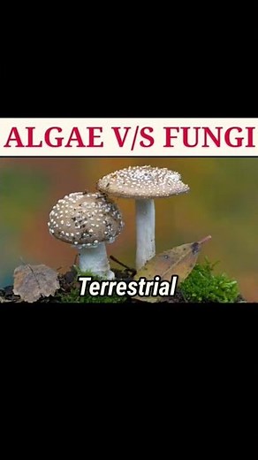 Algae V/S Fungi||comparison between algae and fungi||Fungi vs Algae||fungi||algae||#Shorts||#shorts|