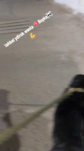 Boyka Pitbull Terrier | Big Dog Barking Video Compilation