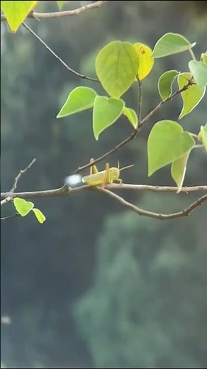 Unbelievable Slingshot Accuracy: Insect Target in Super Slow Motion! 🎯