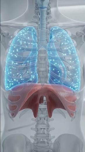 Gaseous Exchange in Humans Explained 🫁 | Lungs, Alveoli & Gas Exchange | Biology