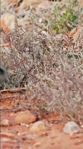 Alice Springs: Australia's Hidden Desert Paradise! beautiful Australia