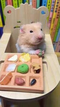 #syrian hamster#hamster#numeric keypad#mukbang
