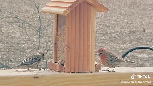 NatureInTheMidwest on TikTok