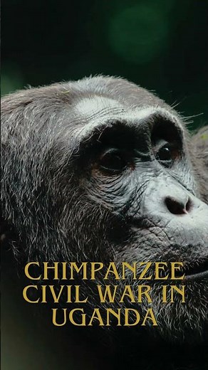 How a Chimpanzee Civil War Tore Through a Once-Stable Uganda Group