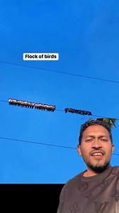 Flock of birds #reels #reelsvideoシ #birds | Arif jahan.1
