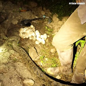 301K views · 6.1K reactions | Hands down, one of the most brutal python nest digs I’ve done! We spent over 3 hours digging out these two pythons, and just when I thought I had 'em… bam — I got BIT! This season’s different. We’re seeing pythons nesting in the same holes, returning to the same spots. The battle’s heating up. | Python Cowboy Hunts | Facebook